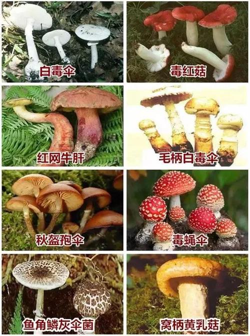 新港澳彩开奖号码记录和一家6口吃蘑菇中毒与一家六口吃蘑菇中毒