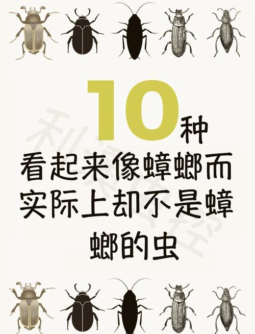 新澳2025天天正版资料和北京现带翅膀大蟑螂与北方带翅膀的蟑螂